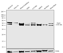 Invitrogen NeuN Recombinant Rabbit Monoclonal Antibody (14H6L24) 100 &mu;g;