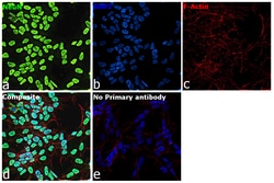 Invitrogen™ NeuN Recombinant Rabbit Monoclonal Antibody (14H6L24)