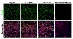 Invitrogen NeuN Recombinant Rabbit Monoclonal Antibody (14H6L24) 100 &mu;g;
