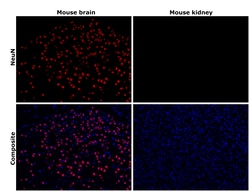 Invitrogen NeuN Recombinant Rabbit Monoclonal Antibody (14H6L24) 100 &mu;g;