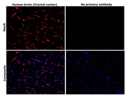 Invitrogen NeuN Recombinant Rabbit Monoclonal Antibody (14H6L24) 100 &mu;g;