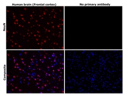 Invitrogen NeuN Recombinant Rabbit Monoclonal Antibody (14H6L24) 100 &mu;g;