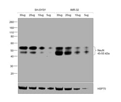 Invitrogen NeuN Recombinant Rabbit Monoclonal Antibody (14H6L24) 100 &mu;g;