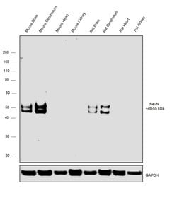 Invitrogen NeuN Recombinant Rabbit Monoclonal Antibody (14H6L24) 100 &mu;g;