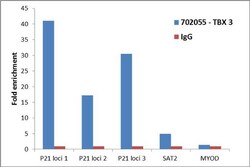 Invitrogen TBX3 Recombinant Rabbit Monoclonal Antibody (22H23L21) 100 &mu;g | Buy Online | Invitrogen&trade; | Fisher Scientific