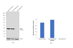 Invitrogen Annexin A1 Recombinant Rabbit Monoclonal Antibody (7H46L26)