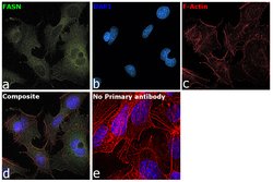 Invitrogen FASN Recombinant Rabbit Monoclonal Antibody (10H14L16) 100 &mu;g;