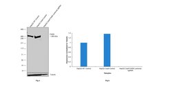 Invitrogen FASN Recombinant Rabbit Monoclonal Antibody (10H14L16) 100 &mu;g;