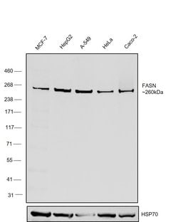 Invitrogen FASN Recombinant Rabbit Monoclonal Antibody (10H14L16) 100 &mu;g;
