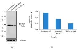 NSUN5 Recombinant Rabbit Monoclonal Antibody (9H9L15) 100 &mu;g | Buy Online | Thermo Scientific | Fisher Scientific