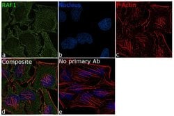 Invitrogen c-Raf Recombinant Rabbit Monoclonal Antibody (8H11L22) 100 &mu;g;