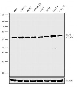 Invitrogen c-Raf Recombinant Rabbit Monoclonal Antibody (8H11L22) 100 &mu;g;
