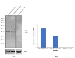 Invitrogen c-Jun Recombinant Rabbit Monoclonal Antibody (2H4L1) 100 &mu;g;