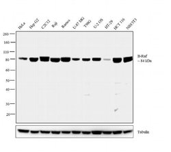 Invitrogen B-Raf Recombinant Rabbit Monoclonal Antibody (7H30L21) 100 &mu;g;