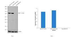 Invitrogen B-Raf Recombinant Rabbit Monoclonal Antibody (7H30L21) 100 &mu;g;