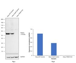 Invitrogen TRAF2 Recombinant Rabbit Monoclonal Antibody (12H7L9) 100 &mu;g;