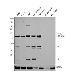 Invitrogen TRAF2 Recombinant Rabbit Monoclonal Antibody (12H7L9) 100 &mu;g;