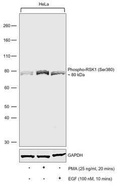 Phospho-RSK1 (Ser380) Recombinant Rabbit Monoclonal Antibody (13H23L1):Antibodies,