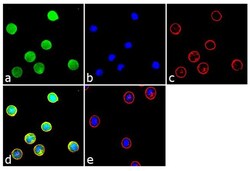 Invitrogen DR3 Recombinant Rabbit Monoclonal Antibody (11H6L9) 100 &mu;g;