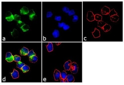 Invitrogen DR3 Recombinant Rabbit Monoclonal Antibody (11H6L9) 100 &mu;g;