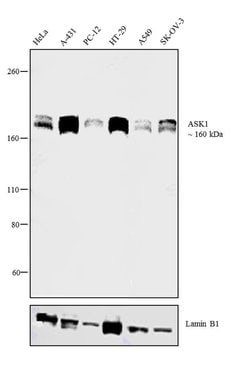 Invitrogen ASK1 Recombinant Rabbit Monoclonal Antibody (12H12L11) 100 &mu;g | Buy Online | Invitrogen&trade; | Fisher Scientific