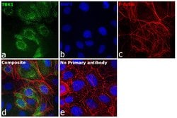 TBK1 Recombinant Rabbit Monoclonal Antibody (10H15L13), Invitrogen 100