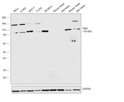 TBK1 Recombinant Rabbit Monoclonal Antibody (10H15L13), Invitrogen 100