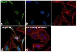 Invitrogen TRAF6 Recombinant Rabbit Monoclonal Antibody (1H4L2) 100 &mu;g;