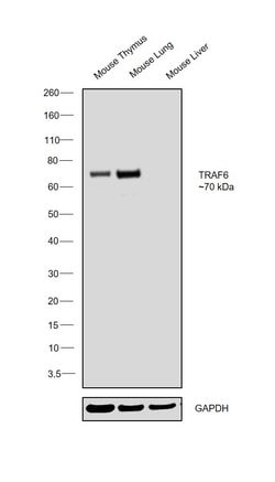 Invitrogen TRAF6 Recombinant Rabbit Monoclonal Antibody (1H4L2) 100 &mu;g;