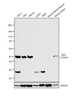 IRF8 Recombinant Rabbit Monoclonal Antibody (24H13L20), Invitrogen 100