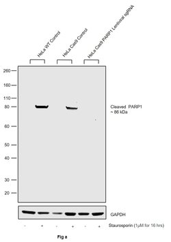 Invitrogen PARP1 Recombinant Rabbit Monoclonal Antibody (8H2L9) 100 &mu;g;