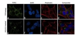 Invitrogen FXR1 Recombinant Rabbit Monoclonal Antibody (6H25L10) 100 &mu;g;