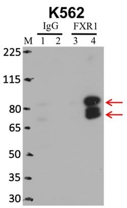 Invitrogen FXR1 Recombinant Rabbit Monoclonal Antibody (6H25L10) 100 &mu;g;