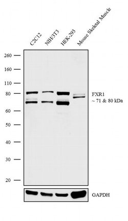 Invitrogen FXR1 Recombinant Rabbit Monoclonal Antibody (6H25L10) 100 &mu;g;