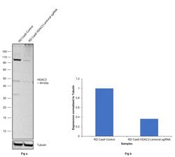 HDAC3 Recombinant Rabbit Monoclonal Antibody (8H2L16):Antibodies, Recombinant