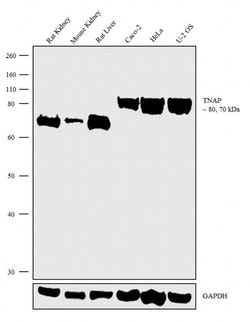 Invitrogen ALPL Recombinant Rabbit Monoclonal Antibody (7H11L3) 100 &mu;g;