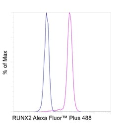 Invitrogen RUNX2 Recombinant Rabbit Monoclonal Antibody (6H4L27), Alexa