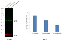 Invitrogen RUNX2 Recombinant Rabbit Monoclonal Antibody (6H4L27), Alexa