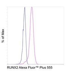 Invitrogen RUNX2 Recombinant Rabbit Monoclonal Antibody (6H4L27), Alexa Fluor Plus 555 50 &mu;L | Buy Online | Invitrogen&trade; | Fisher Scientific