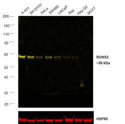 Invitrogen&trade;&nbsp;RUNX2 Recombinant Rabbit Monoclonal Antibody (6H4L27), Alexa Fluor&trade; Plus 555