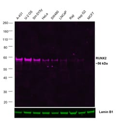 Invitrogen&trade;&nbsp;RUNX2 Recombinant Rabbit Monoclonal Antibody (6H4L27), Alexa Fluor&trade; Plus 647