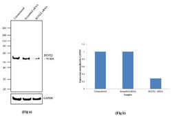 RUNX2 Recombinant Rabbit Monoclonal Antibody (6H4L27):Antibodies, Recombinant