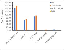 Invitrogen SUZ12 Recombinant Rabbit Monoclonal Antibody (7H26L21) 100 &mu;g;