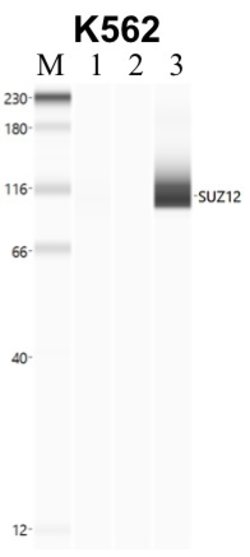 Invitrogen SUZ12 Recombinant Rabbit Monoclonal Antibody (7H26L21) 100 &mu;g;