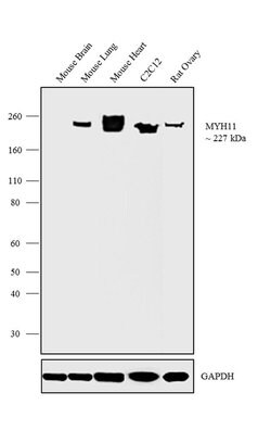Invitrogen MYH11 Recombinant Rabbit Monoclonal Antibody (17H3L51) 100 &mu;g;
