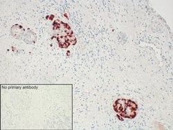 Invitrogen GPR68 Recombinant Rabbit Monoclonal Antibody (16H23L16) 100
