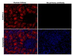Invitrogen ALDH1L1 Recombinant Rabbit Monoclonal Antibody (19H14L20) 100