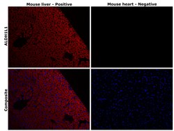Invitrogen ALDH1L1 Recombinant Rabbit Monoclonal Antibody (19H14L20) 100