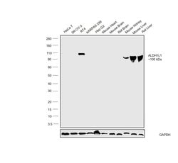 Invitrogen ALDH1L1 Recombinant Rabbit Monoclonal Antibody (19H14L20) 100