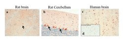 Invitrogen mGLuR2 Recombinant Rabbit Monoclonal Antibody (15H9L5) 100 &mu;g;
